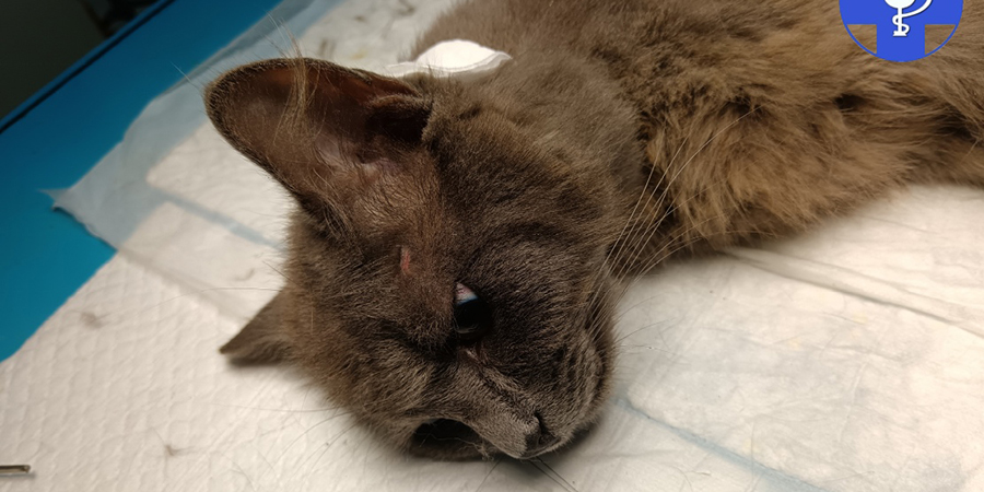 Саратовские ветеринары спасли подстреленную домашнюю кошку